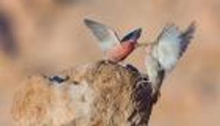 شجرة وطائر وزهرة.. الأردن يزهو برموزه الطبيعية