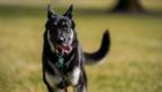 كلب بايدن المشاغب.."دروس خصوصية" لتأديبه