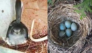 عش طائر الروبن داخل صندوق الكهرباء الخاص بإضاءة القرية الهندية