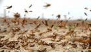 طائرات وإجراءات احترازية في مواجهة الجراد بإثيوبيا