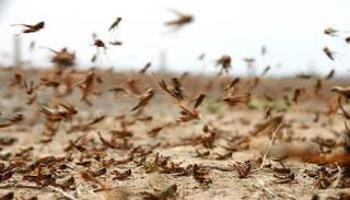 إثيوبيا تتأهب للجراد الصحراوي بإجراءات احترازية- أرشيفية