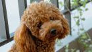 إيطالية تهرب من المستشفى لرعاية كلبها الوحيد