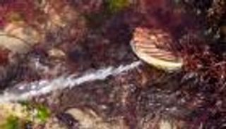 مخلوقات تنتج نصف أكسجين الأرض وتقتل الإنسان.. ما هي؟