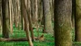 دراسة تكشف جريمة بشرية بحق الأشجار.. أثرها السلبي طويل