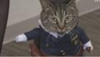 تكريما لدورها في إنقاذ مسن.. قطة "مديرة شرطة" باليابان