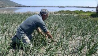 فلاح يعمل في أرضه قرب البحر في غار الملح في شمال تونس