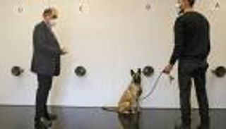 كورونا في لبنان.. طبيب يكافح الفيروس بالكلاب المدربة