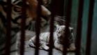 بعد محاولات 20 عاماً.. ولادة 4 نمور بنغالية في هافانا 