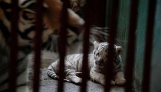 شبل نمر بنغالي أبيض