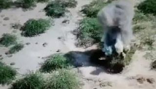 تصوير جوي يظهر دك خندق حوثي تحت الأشجار بالحديدة