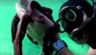 قصة حب بين رجل وأخطبوط تنافس على أفضل "وثائقي" في الأوسكار