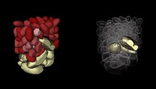 التصوير ثلاثي الأبعاد أسهم في تفسير لغز الجوز البرازيلي 