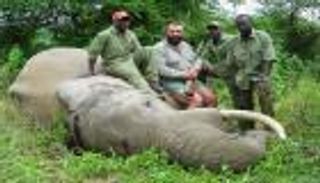 زيمبابوي تتخلى عن 500 فيل لهواة الصيد..70 ألف دولار "سعر الرأس"