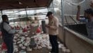 موجة الحر تحرق قطاع الدواجن في غزة.. خسائر كبيرة