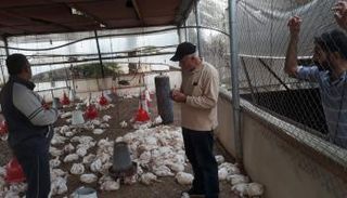 نفوق عشرات آلاف الدواجن بسبب الحر الشديد