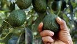 سرقة "الذهب الأخضر" تقلق جنوب أفريقيا.. 30 طنا في ليلة واحدة