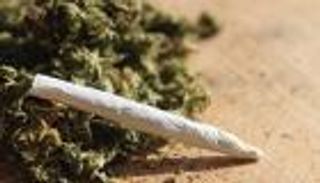 دون خوف.. مزارعو القنب في المغرب يستعدون لبيع محصولهم