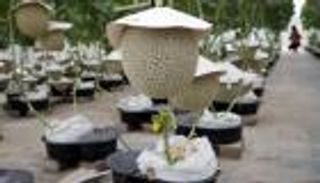 بالتدليك والموسيقى.. ماليزيا تنتج أغلى ثمار الفاكهة في العالم