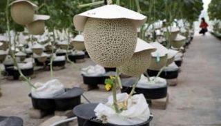  الشمام الياباني