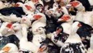 عادات وتقاليد رمضانية | "مذبحة البط" عادة عمرها 163 عاما