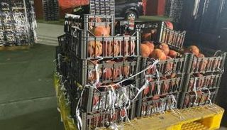 السعودية ضبطت شحنة رمان مليئة بالأقراص المخدرة