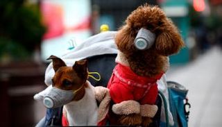 كلاب ترتدي كمامات 