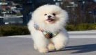 "Animal Spot".. وكالة إيطالية لتدريب الحيوانات على التمثيل