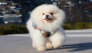 أحد الكلاب التي يتم تدريبها بالمؤسسة الإيطالية 