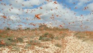 أسراب الجراد تهاجم لبنان