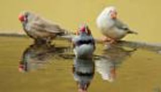 "طائر مغرد" يحمل أملا لعلاج أفضل لأمراض القلب