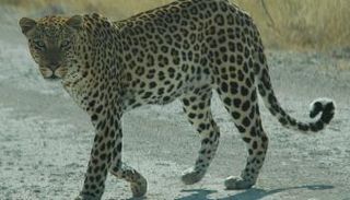 نمر يهاجم شخصين بشمال إثيوبيا - أرشيفية