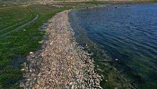 نفوق أطنان من الأسماك ببحيرة القرعون الملوثة في لبنان