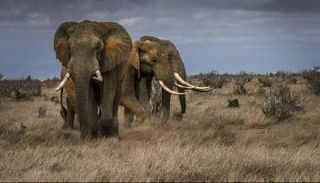 سعر العاج يصل إلى 7500 دولار للكيلوجرام الواحد