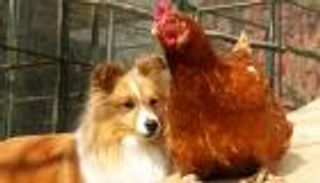 فيديو.. دجاجة تطارد كلبا على طريقة توم وجيري