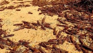 أسراب من الجراد