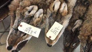 استخدام شعر الكلاب في صناعة الملابس