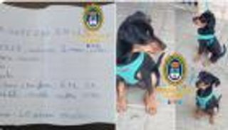 طفلة تعرض قالب شوكولاتة مكافأة لمن يعثر على كلبها المفقود