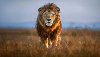 حظر تربية الأسود لأغراض الصيد بجنوب أفريقيا- أرشيفية