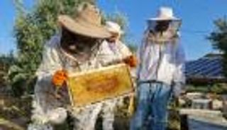 عسل غزة.. حصاد "غير مبشر" وهذه هي الأسباب