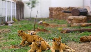 كورونا يصيب 8 أسود في حديقة حيوان هندية - أرشيفية