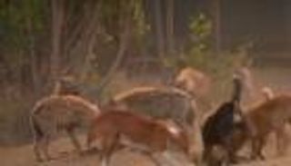 دعوة على العشاء.. صداقة غير مألوفة بين ضباع وكلاب وسكان جنوب إثيوبيا