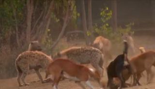 الضباع إلى جانب الكلاب بجنوب إثيوبيا 