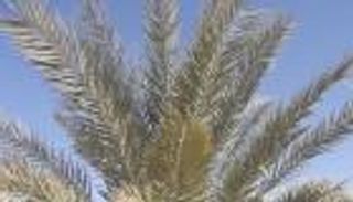 "نيويورك- أبوظبي" تستعيد جينوم نخيل منقرض من بذور عمرها 2000 عام 