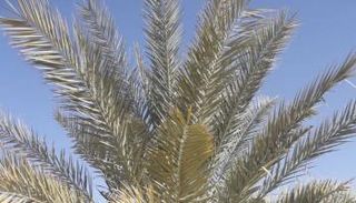 إحدى أشجار النخيل التي نبتت من بذرة عمرها ألفي عام