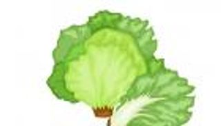 إنفوجراف.. 10 فوائد صحية في الخس لمرضى السكري