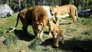 أسود في حديقة حيوان