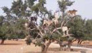 اليوم العالمي لشجر الأركان.. احتفال أممي بشجرة مغربية عريقة