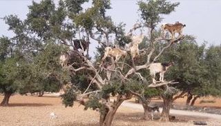 شجرة الأركان تنتشر بشكل واسع في المغرب