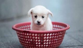 جرو داخل سلة بانتظار بيعه من صاحبه بالصين- أرشيفية