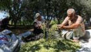 الذهب الأخضر الليبي يغزو أوروبا.. الشجرة المباركة تزهر